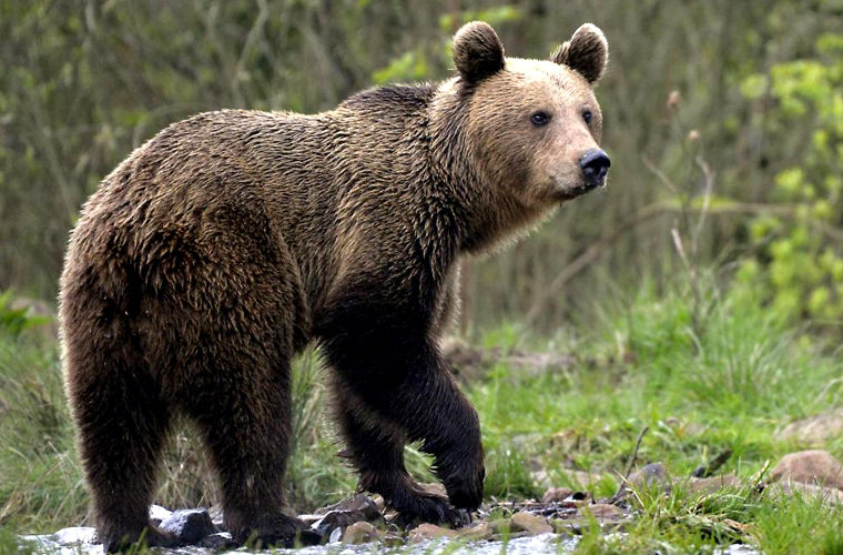 Первого бурого медведя выпустили в дикую природу в Британии