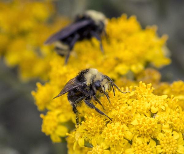 Биологи: Лучшие друзья пчел – в меру ленивые садовники