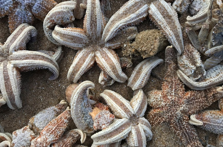 Десятки тысяч морских звезд вынесло на пляж в Британии