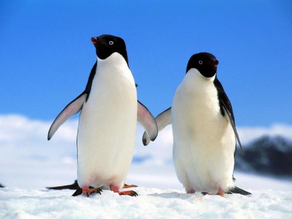 Ученые: Снимок из космоса помог обнаружить огромную колонию пингвинов
