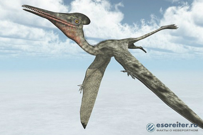 Находка археологов подтвердила, что птерозавры жили дольше остальных древних животных
