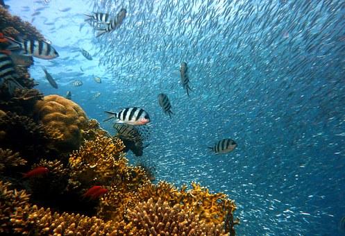 Ученые: Исчезновение коралловых рифов вызовет рост океанических волн
