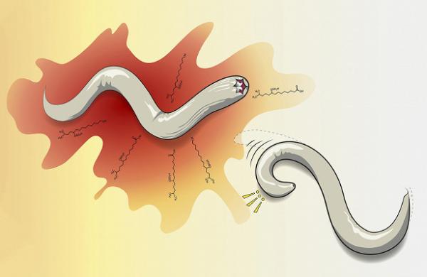 Ученые: Круглый червь может реагировать на опасности аналогично людям