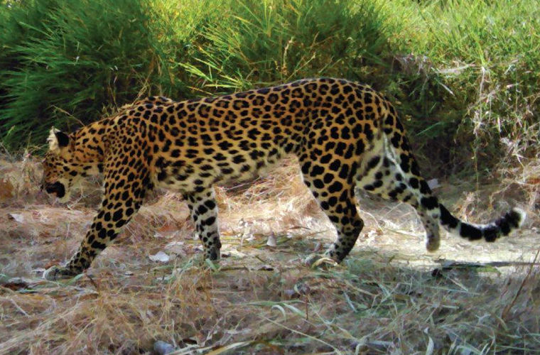 Последние леопарды в Камбодже находятся на грани вымирания