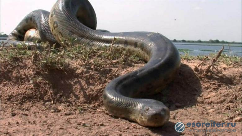 Жители Свердловской области видели змею, похожую на анаконду