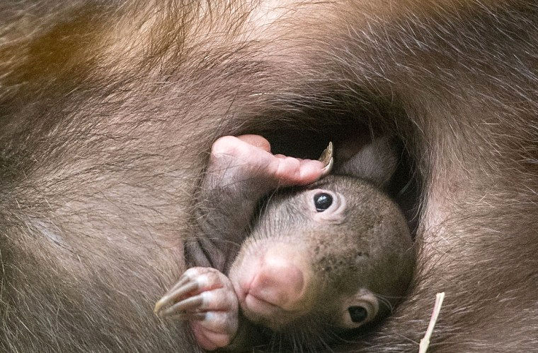 Детеныш вомбата родился в немецком зоопарке впервые за 40 лет