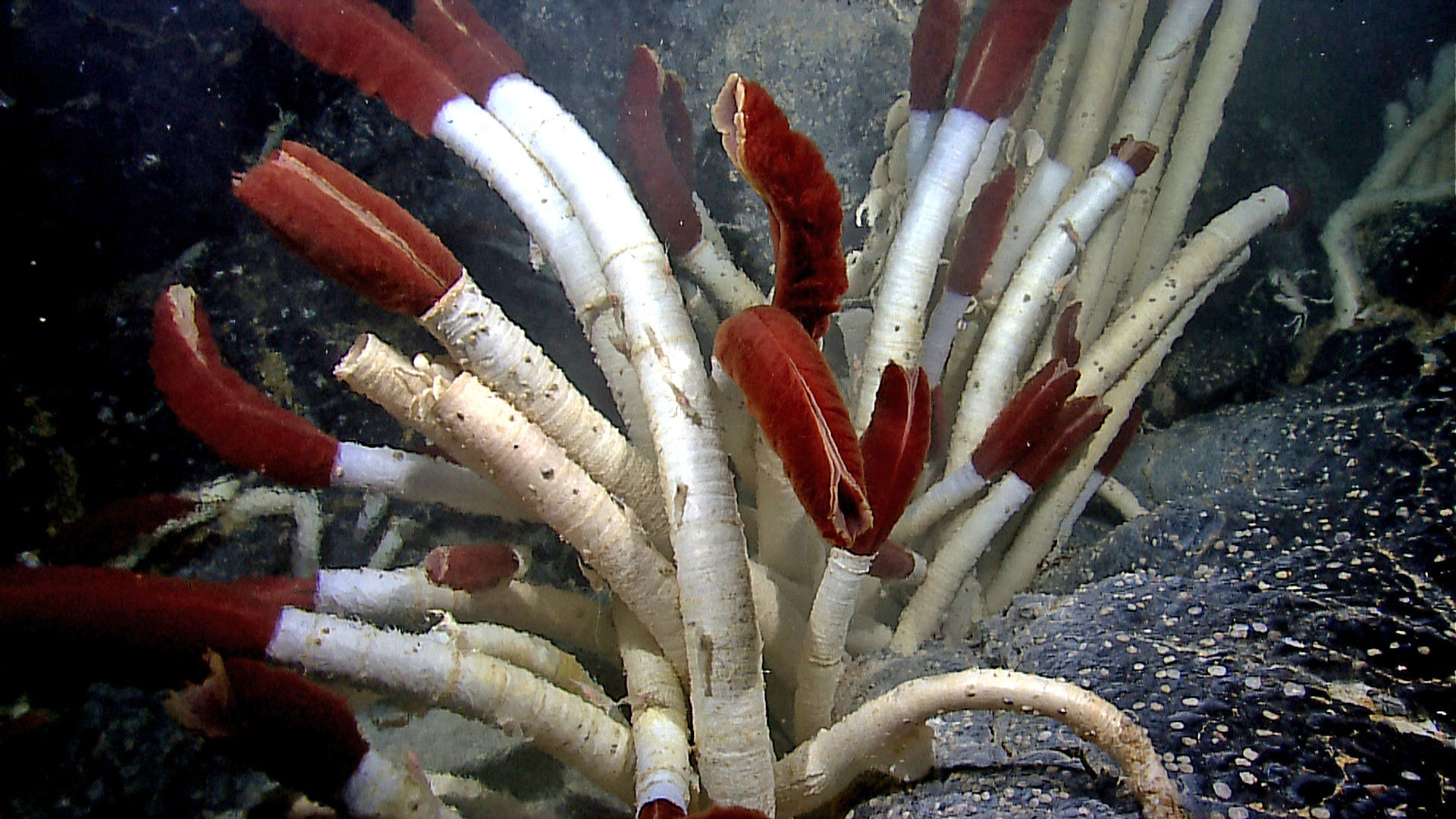 Жизнь может существовать в верхней части подповерхностного океана Европы