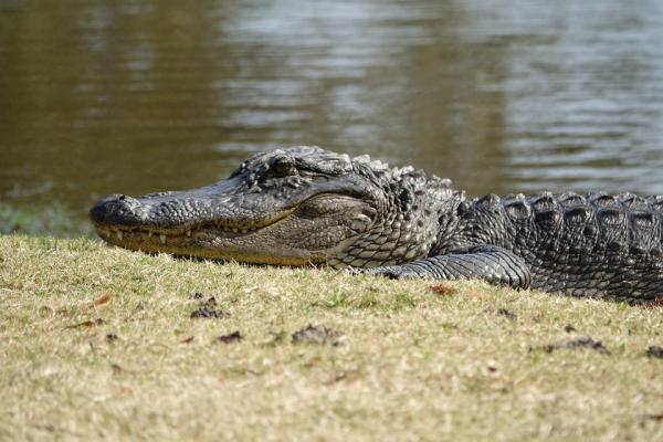 Ученые: Найдены новые различия между крокодилами и аллигаторами
