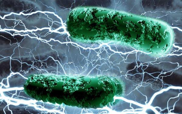 Механизм «питания» бактерий электронами исследовали ученые