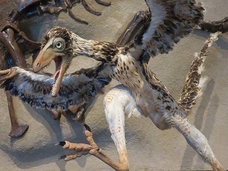 Археологи определили, почему птицы пережили динозавров