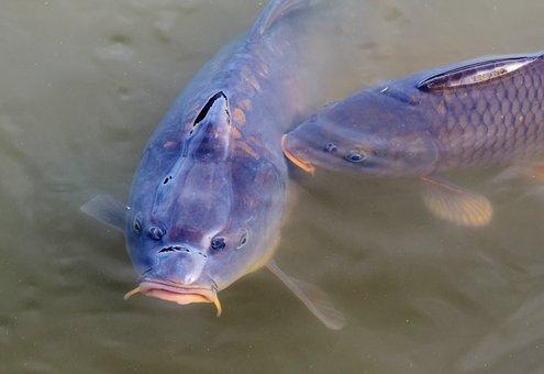 Ученые рассказали о трех неожиданных навыках рыб