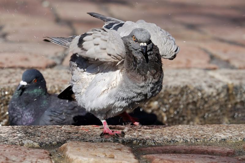 Учёные: Смелые и агрессивные птицы лучше осваиваются в городах