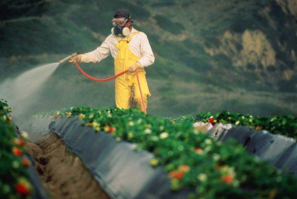 Ученые: Пестициды в овощах и фруктах не представляют угрозы для человеческого организма