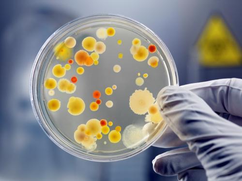 Российские ученые обнаружили на побережье Японского моря новые виды лечебных бактерий
