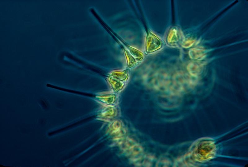 Учёные создали математическую модель для объяснения парадокса планктона