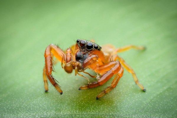 Ученые определили состав яда паука для успешного лечения паралича
