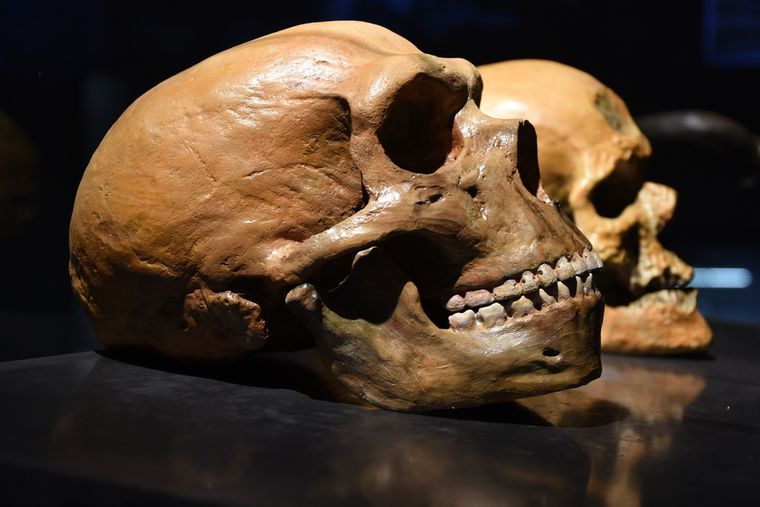 Ученые создали трехмерную модель мозга неандертальца