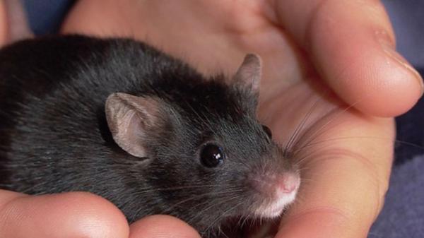 Ученые нашли возможность дистанционного управления мышами
