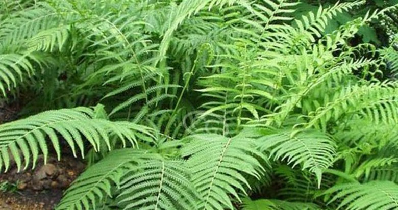 Папоротник - одно из древнейших растений на Земле