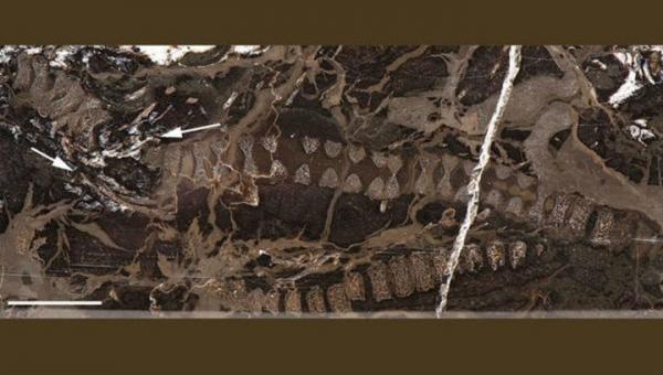 Ученые обнаружили останки древней крупной рептилии