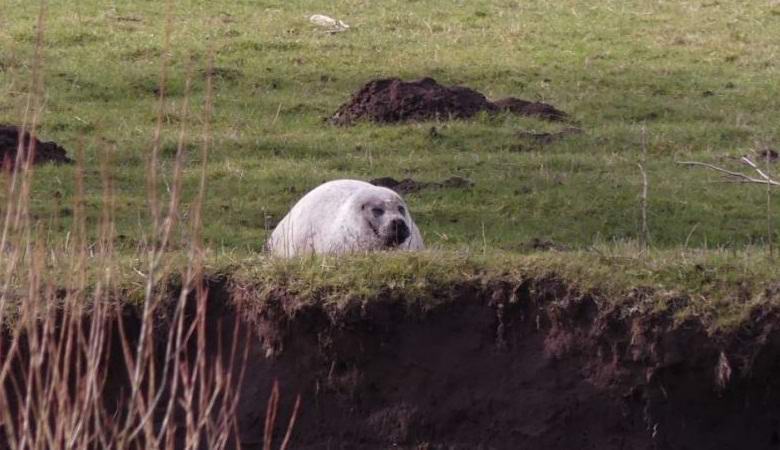 В Англии обнаружили тюленя за 100 километров от морского побережья