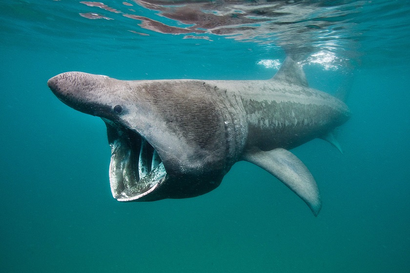 Ученые обнаружили скопление акул у берегов США