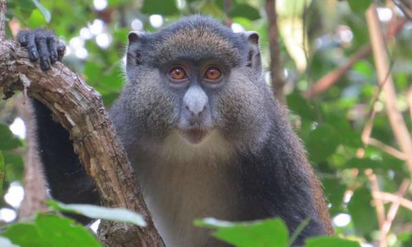 Генетические исследования обнаружили спаривание между двумя отдельными видами обезьян