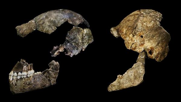 Российские ученые «оживили» древнего человека, вымершего 300 000 лет назад