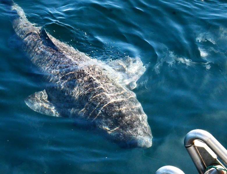 Ученые выловили атлантическую акулу возрастом около 512 лет