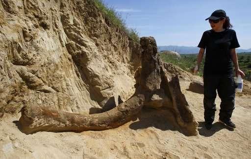 В Македонии обнаружены ископаемые останки предка мамонта возрастом 8 миллионов лет