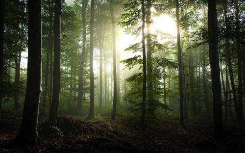 Воздух в хвойном лесу может предотвратить развитие онкологии из-за фитонцидов – Ученые