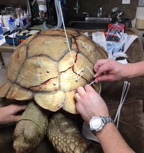 Черепахе провели операцию по восстановлению панциря