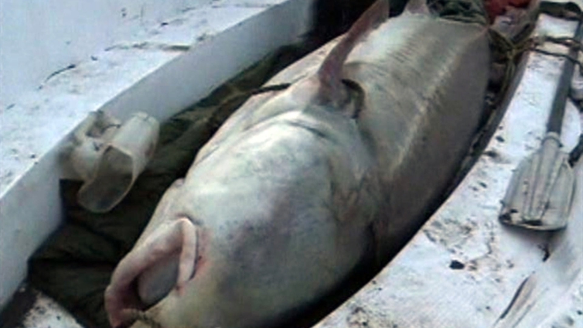 Рыбак из Китая поймал гигантскую рыбу калугу