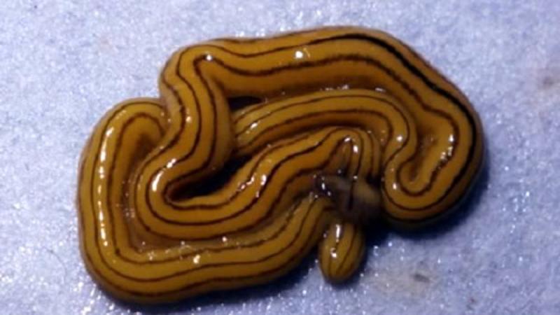 В Европе обнаружены метровые плоские черви