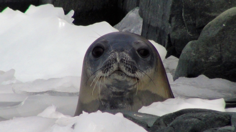 Тюлени помогли ученым измерить температуру воды в Антарктиде