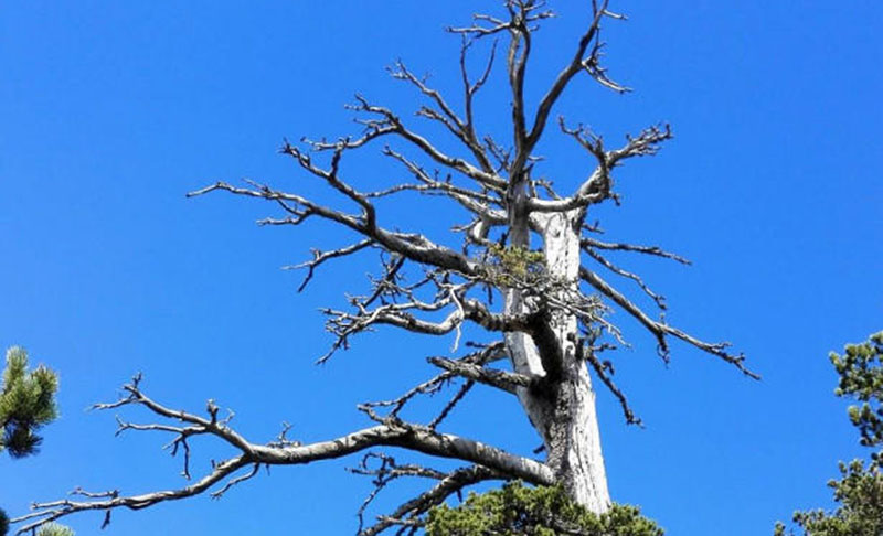 В Италии нашли самое старое дерево мире