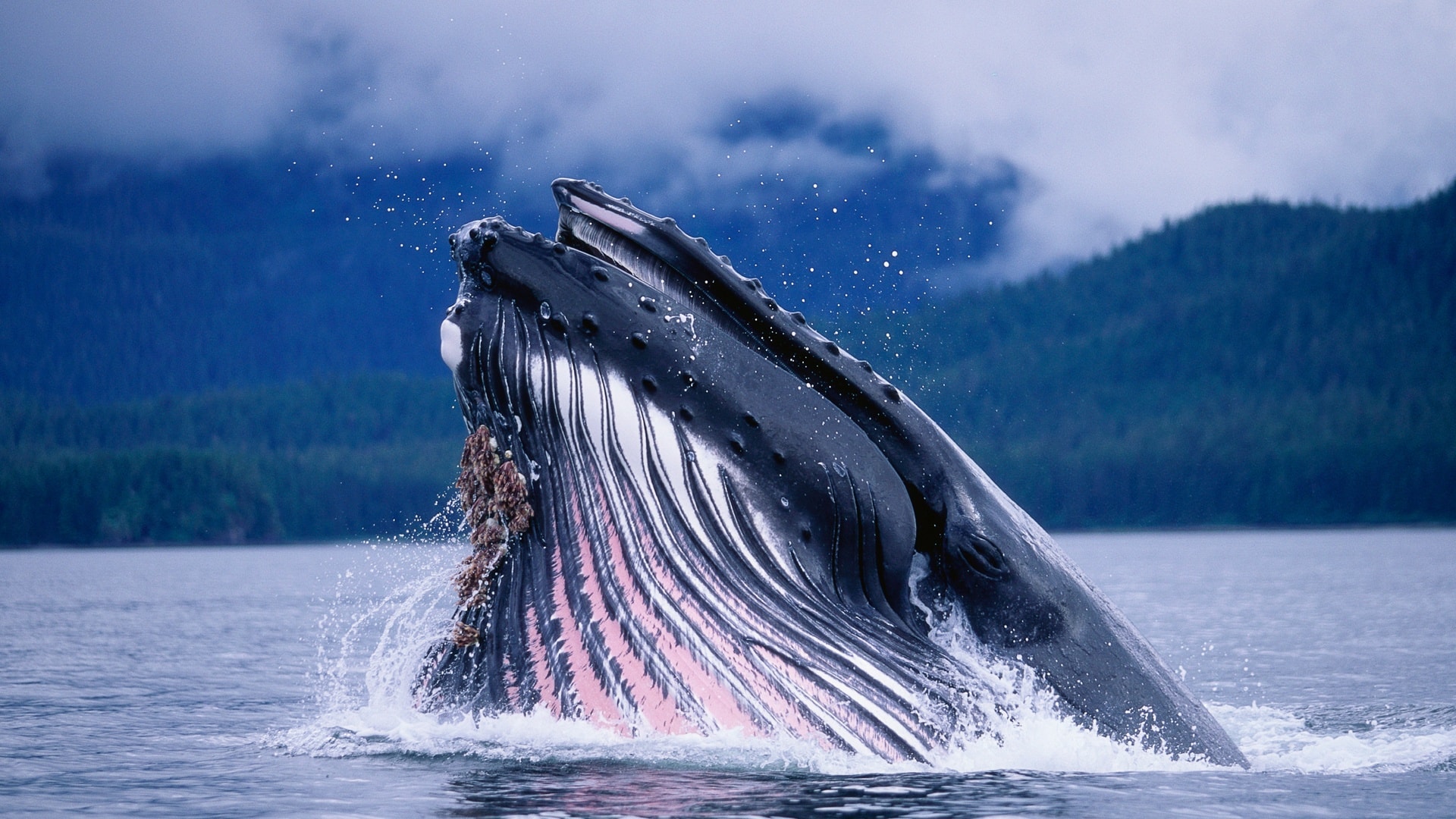 В Красном море впервые заметили голубого кита 