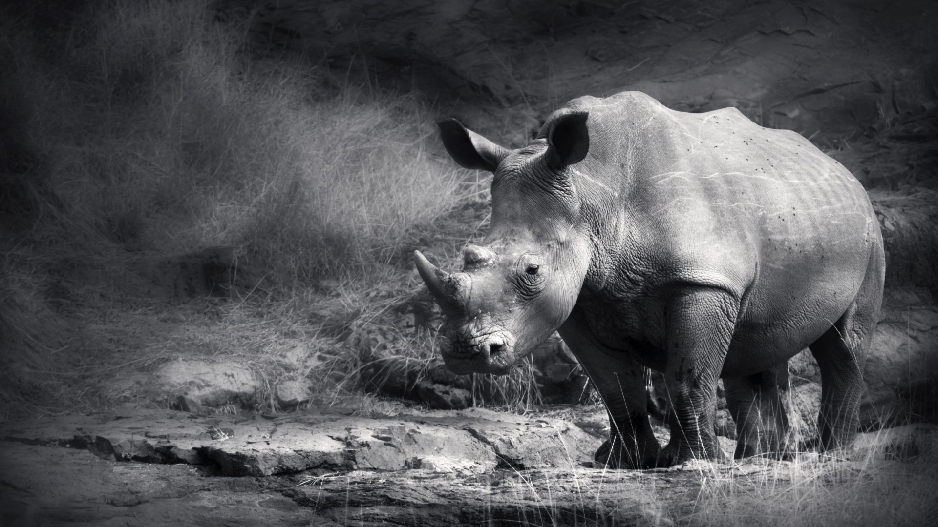 Ученые придумали, как "оживить" практически вымерших белых носорогов