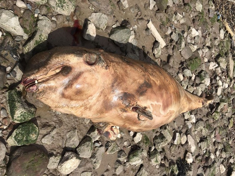 На берег реки в Ливерпуле выбросило тушу неопознанного морского животного 