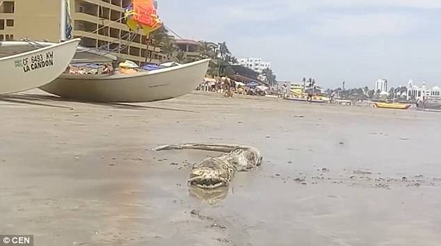 Daily Mail: в Мексике обнаружили останки морского чудовища