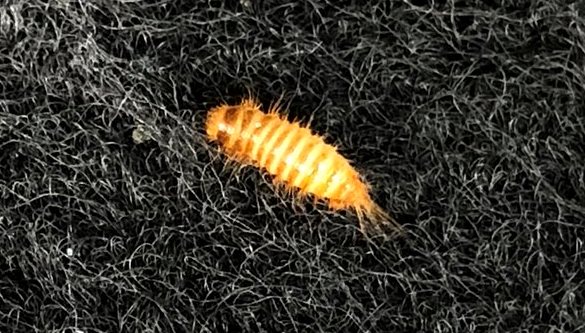 Женщина нашла на крыльце странный "корень", а через 2 недели из него полезли сотни крошечных червяков 