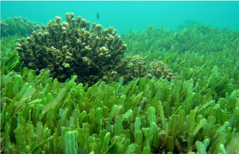 Учёные научились из зелёных водорослей добывать водород