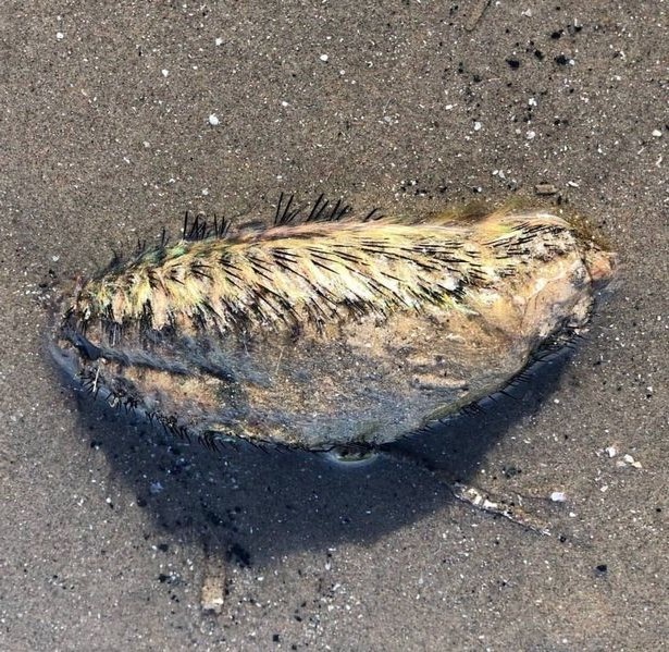 На берег реки в Ливерпуле выбросило тушу неопознанного морского животного 