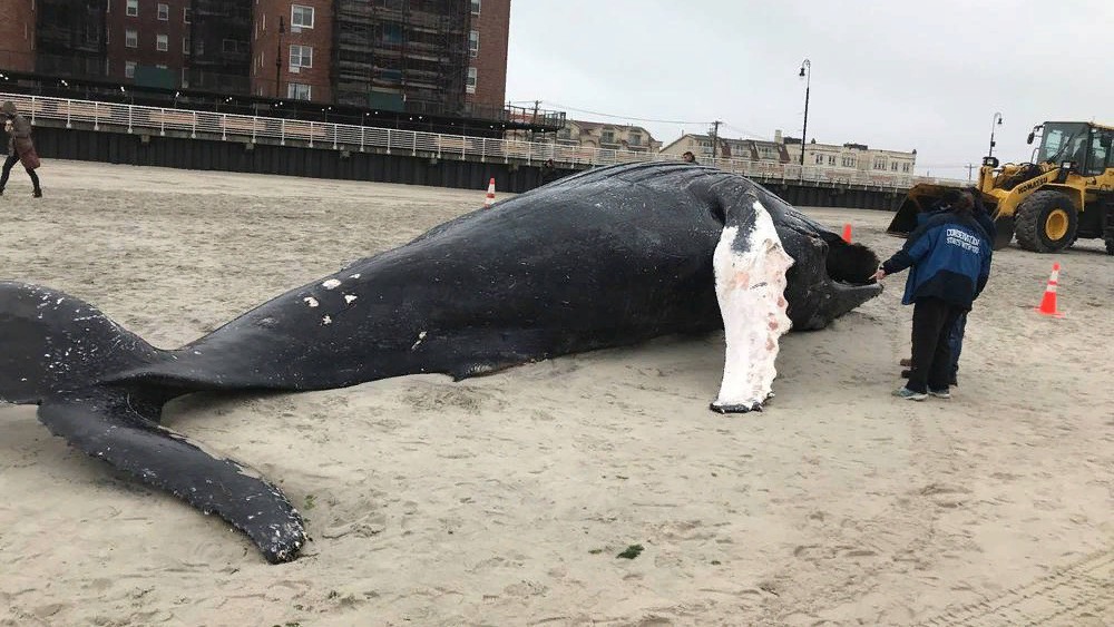В Нью-Йорке на берегу найден 10-метровый кит