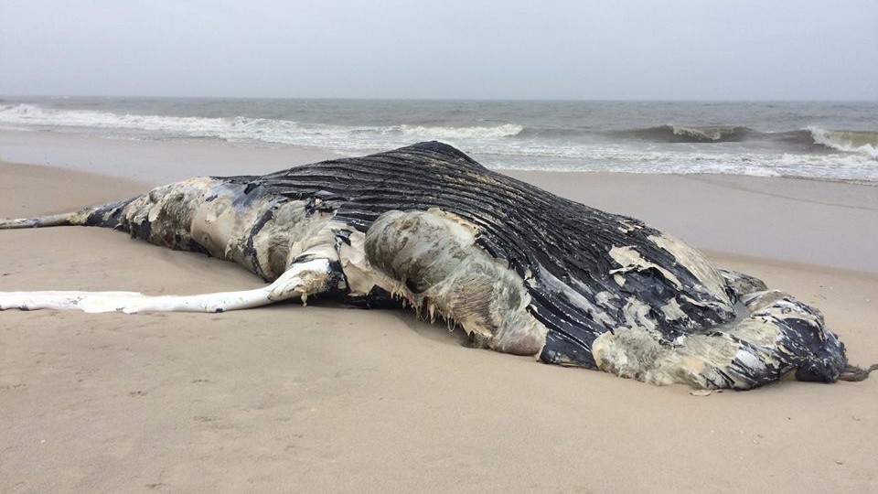 Второй за неделю: на пляж Нью-Йорка выбросился горбатый кит