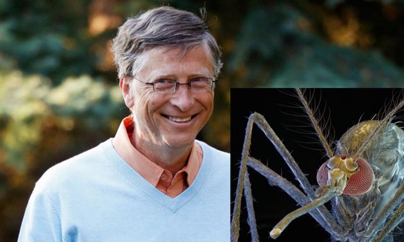 Коварные самцы-убийцы: Билл Гейтс вложил 4 млн долларов в создание комаров-мутантов