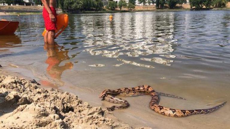 Жителей Киева напугали огромые змеи на пляже