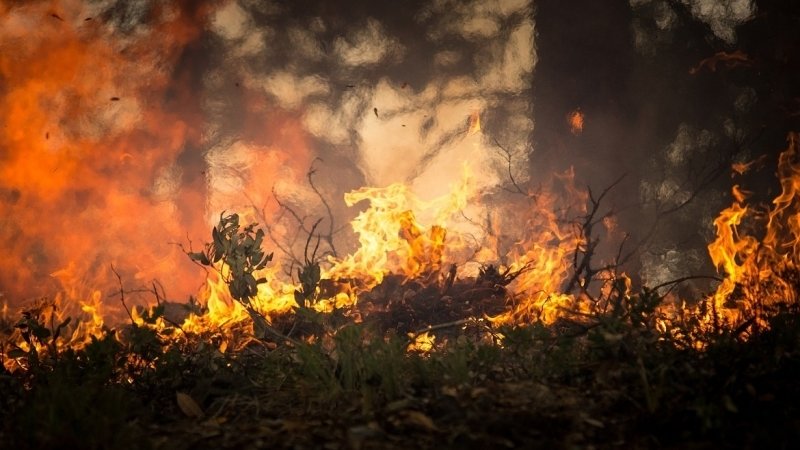 Стремительно разрастается площадь лесных пожаров в России
