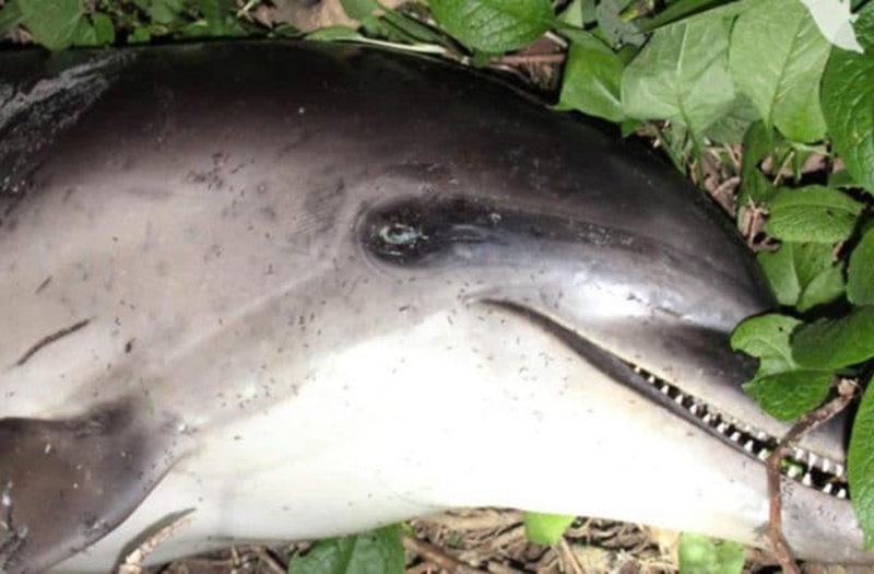 Странная находка: в России женщина в лесу наткнулась на дельфина