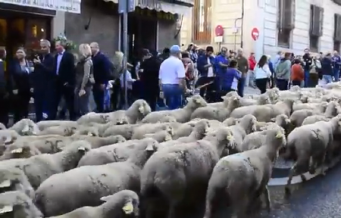 Пригороды Парижа заполонили овцы 